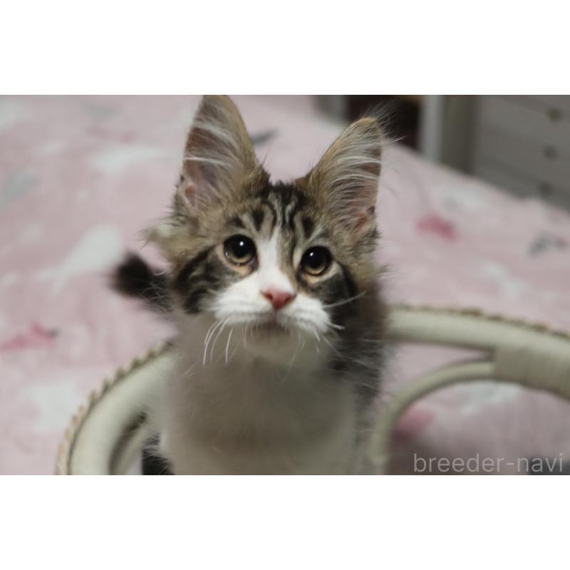 販売中の千葉県のメインクーン-138947の10枚目