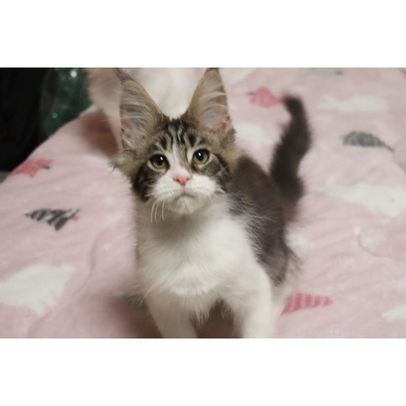 販売中の千葉県のメインクーン-138947の9枚目