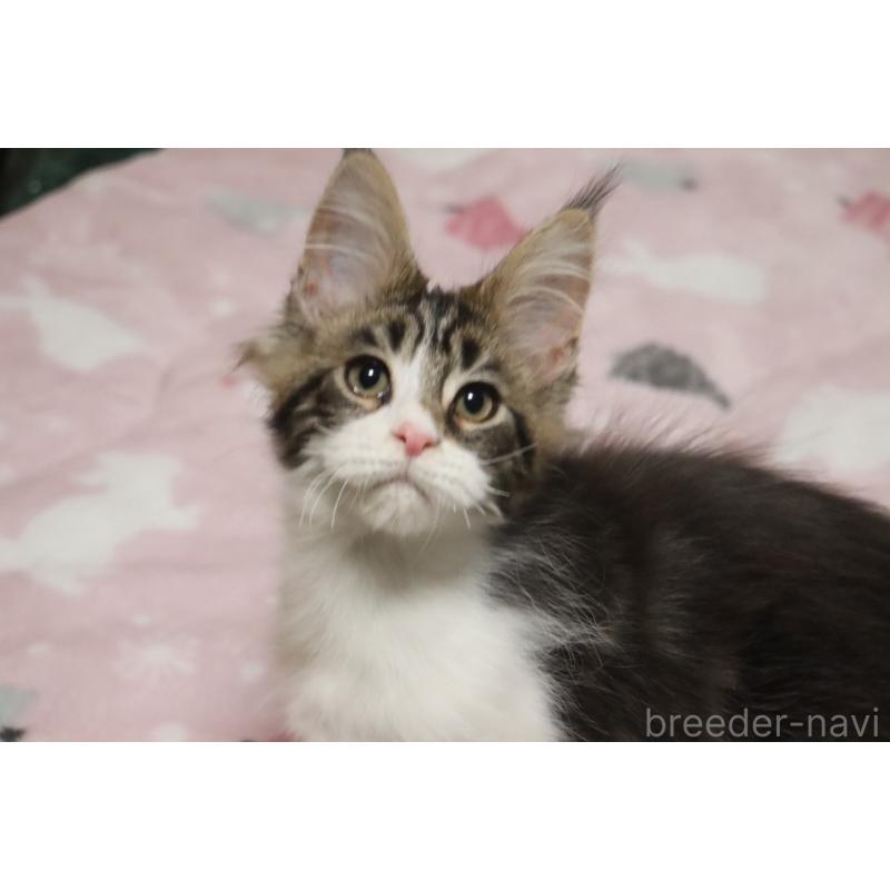 販売中の千葉県のメインクーン-138947の8枚目