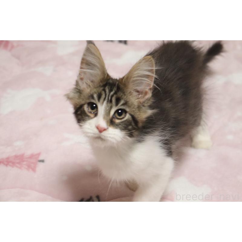 販売中の千葉県のメインクーン-138947の7枚目