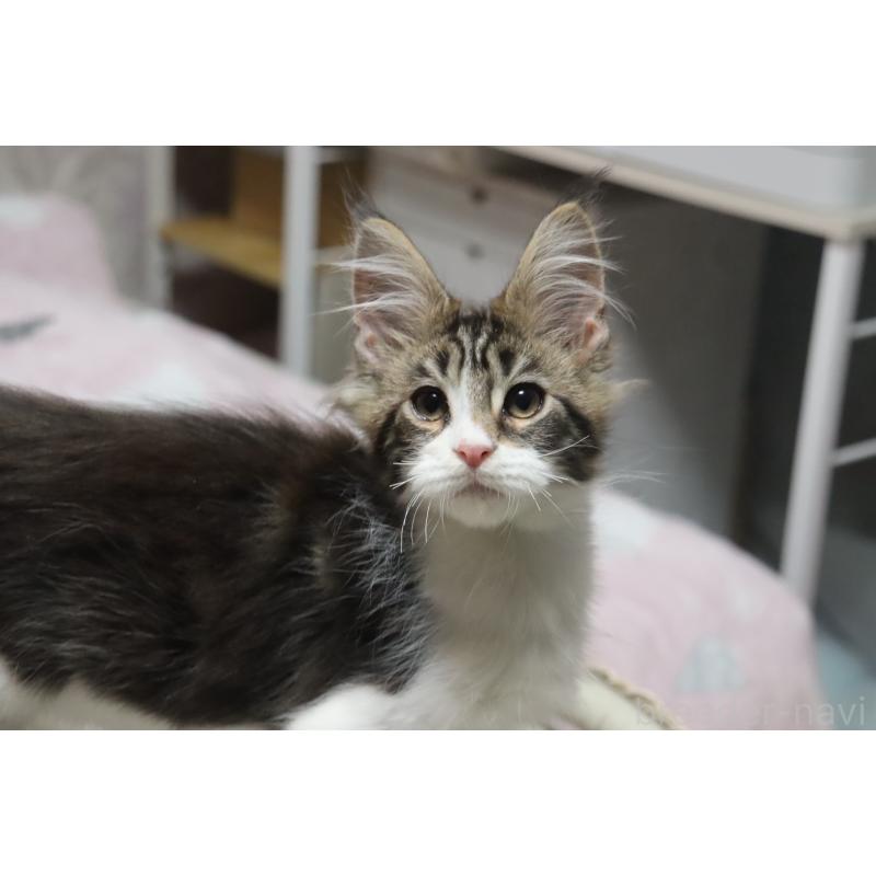 販売中の千葉県のメインクーン-138947の6枚目