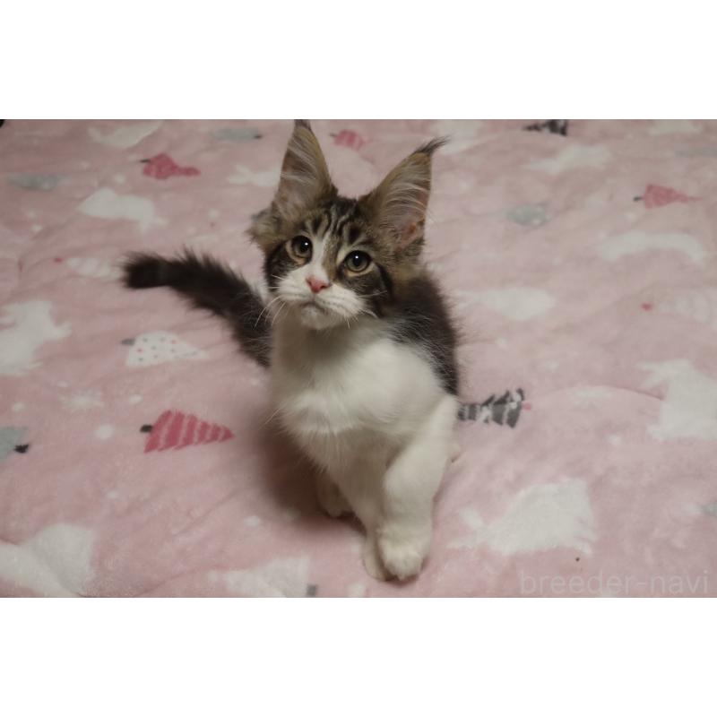 販売中の千葉県のメインクーン-138947の4枚目