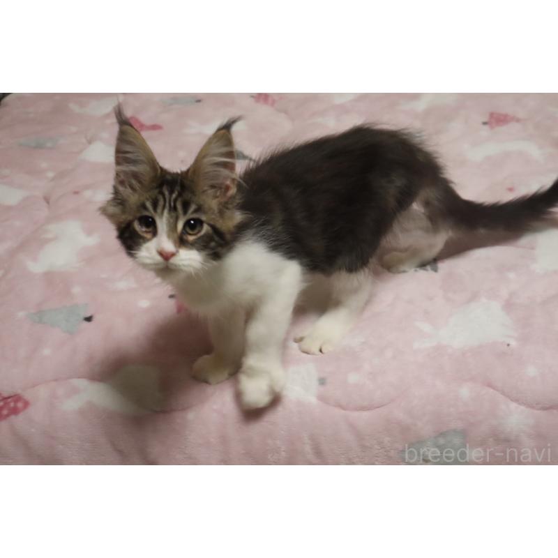 販売中の千葉県のメインクーン-138947の2枚目