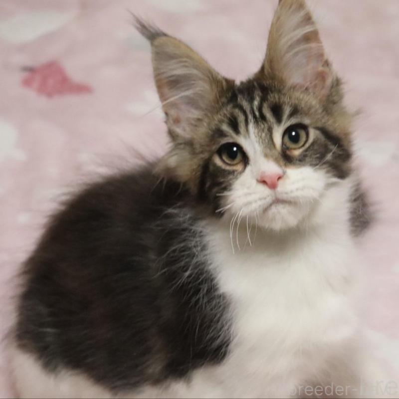 販売中の千葉県のメインクーン-138947の1枚目