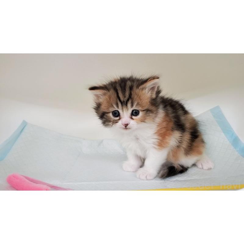 販売中の大阪府のマンチカン-138948の8枚目