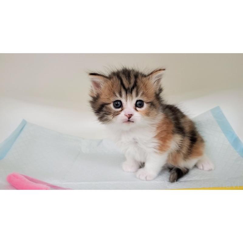 販売中の大阪府のマンチカン-138948の7枚目