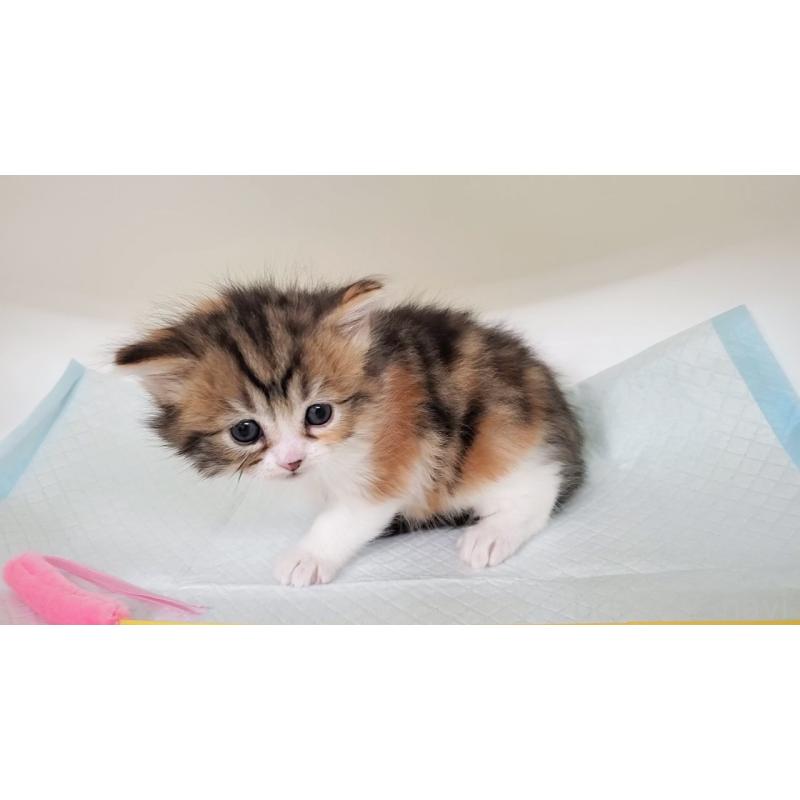 販売中の大阪府のマンチカン-138948の6枚目