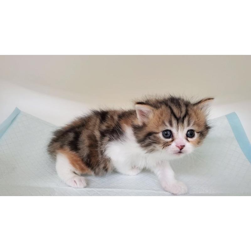 販売中の大阪府のマンチカン-138948の5枚目