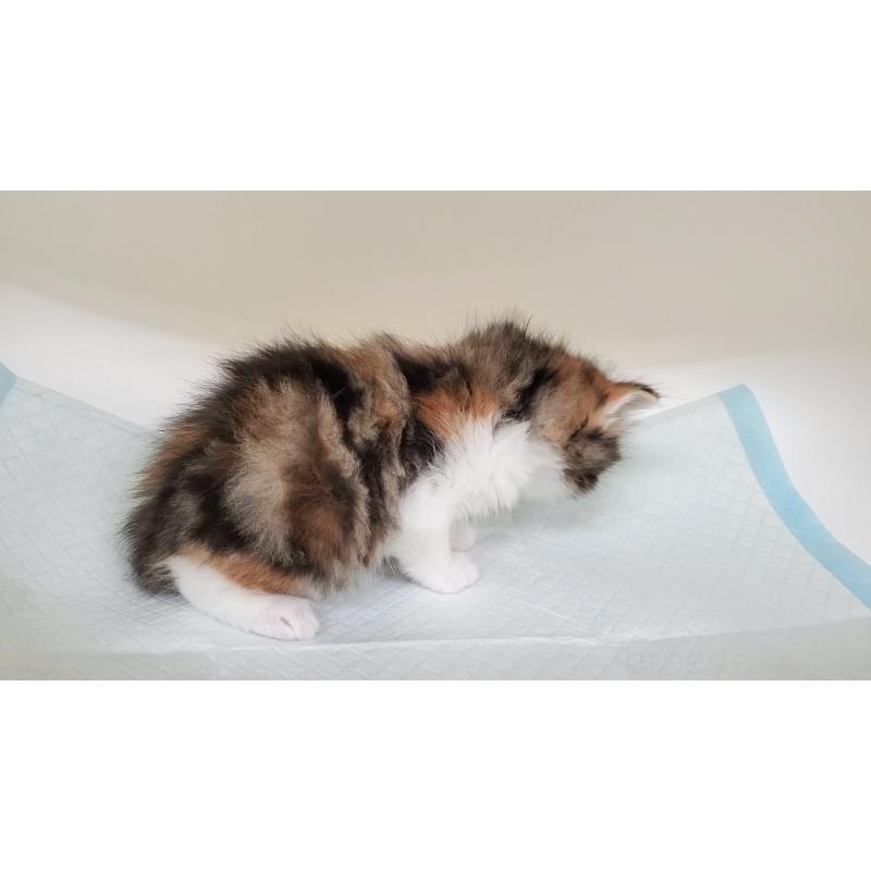 販売中の大阪府のマンチカン-138948の4枚目