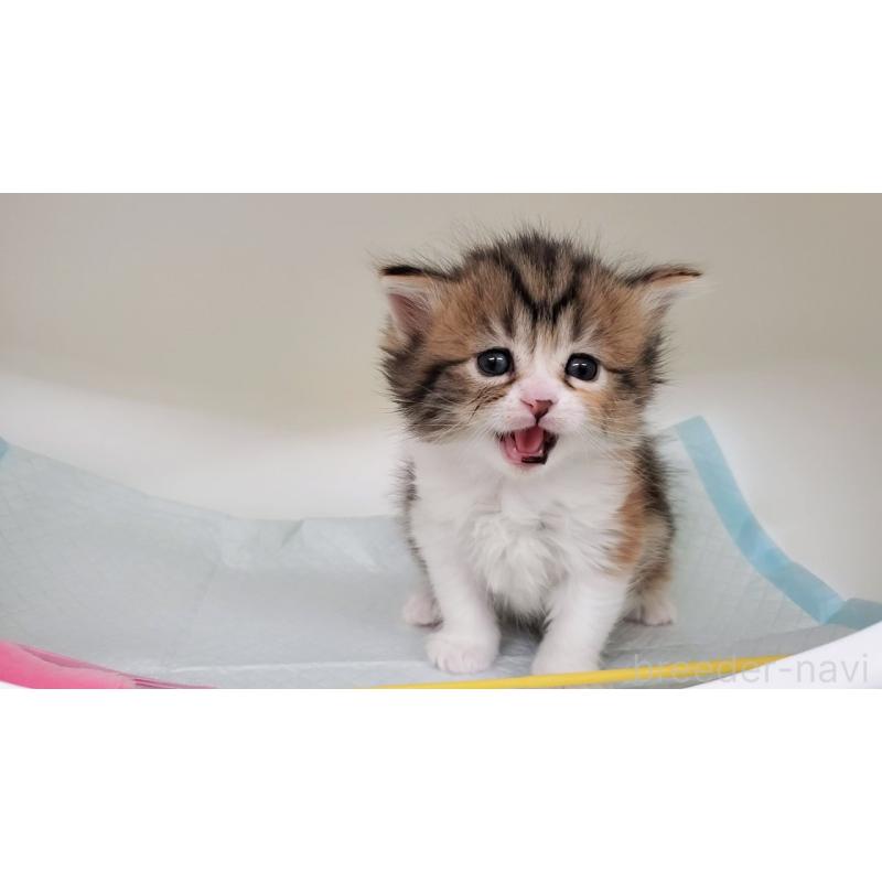 販売中の大阪府のマンチカン-138948の3枚目