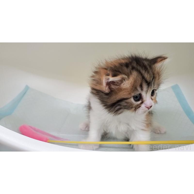 販売中の大阪府のマンチカン-138948の2枚目