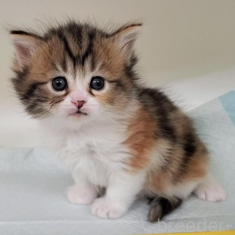 販売中の大阪府のマンチカン-138948の1枚目