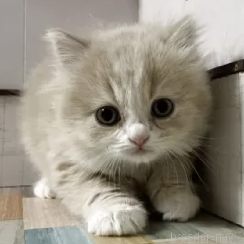 販売中の愛知県のスコティッシュフォールド-138949