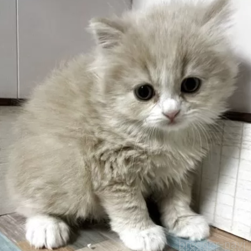 販売中の愛知県のスコティッシュフォールド-138949の2枚目