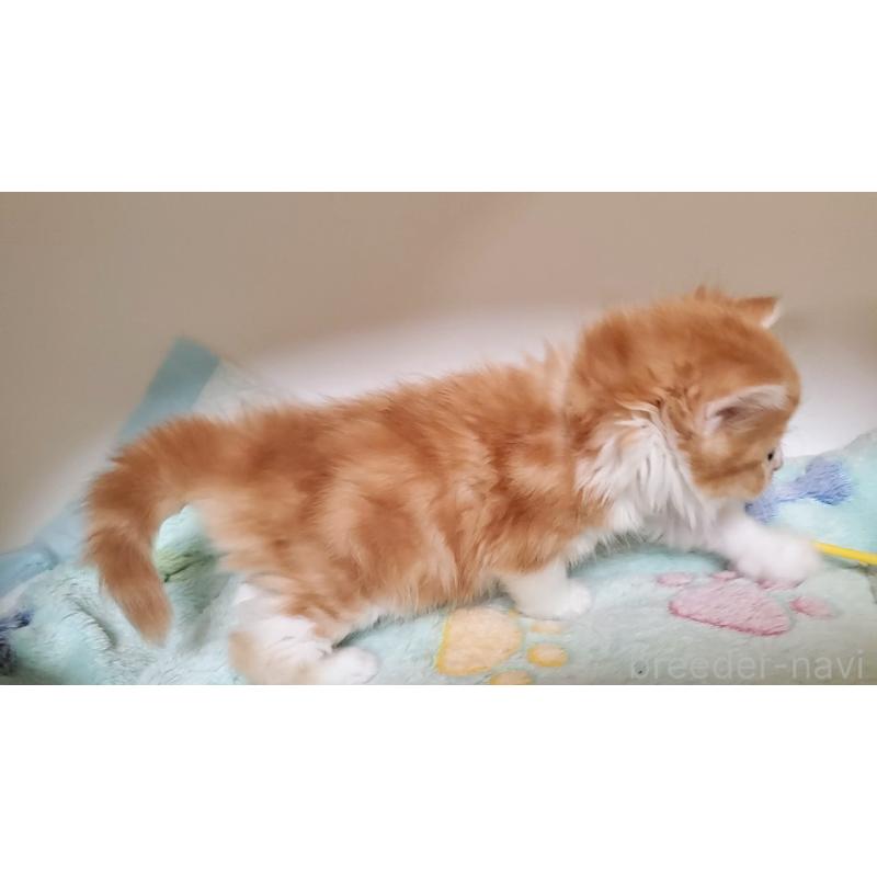 販売中の大阪府のマンチカン-138951の12枚目