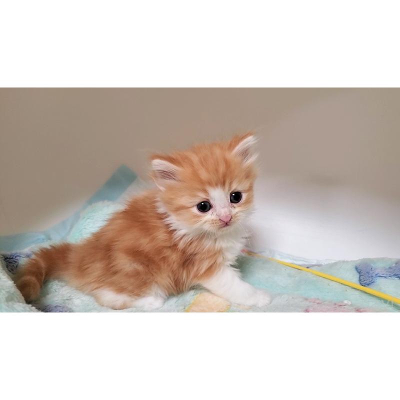 販売中の大阪府のマンチカン-138951の11枚目