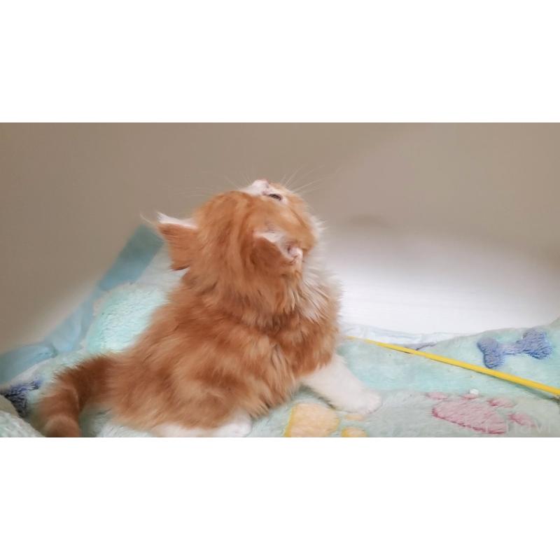 販売中の大阪府のマンチカン-138951の10枚目