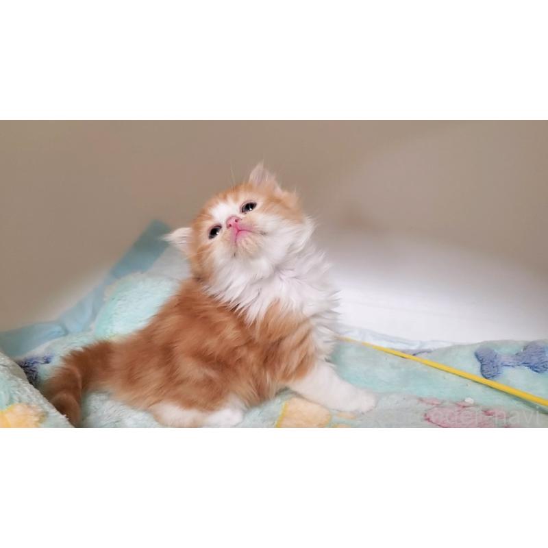 販売中の大阪府のマンチカン-138951の9枚目