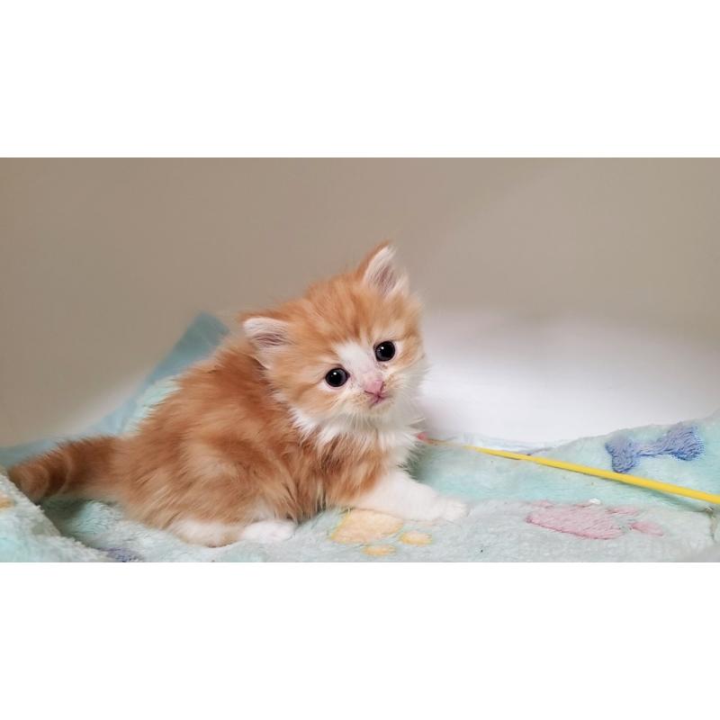 販売中の大阪府のマンチカン-138951の8枚目