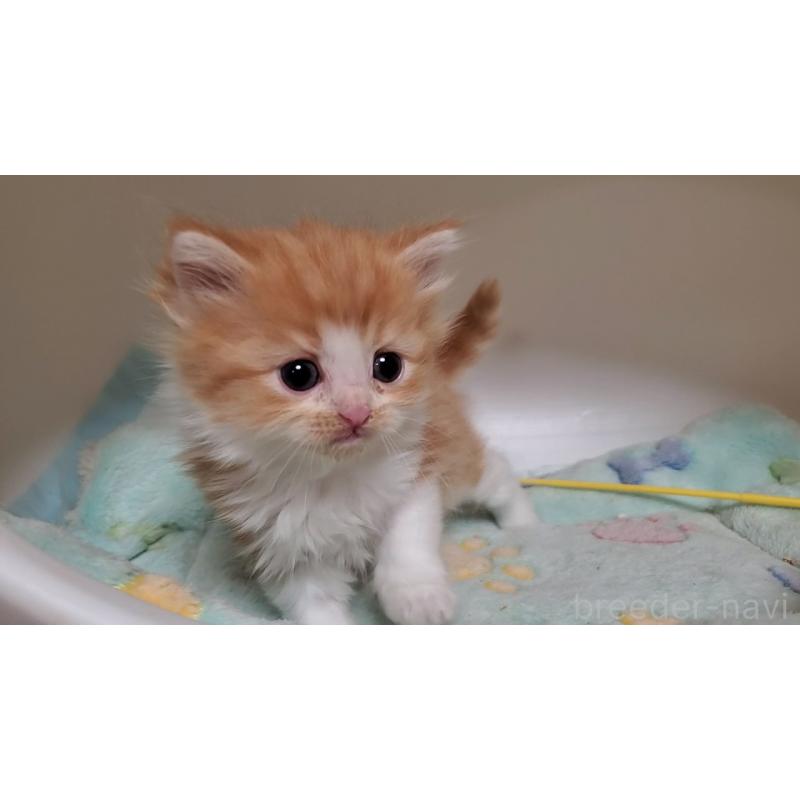 販売中の大阪府のマンチカン-138951の7枚目