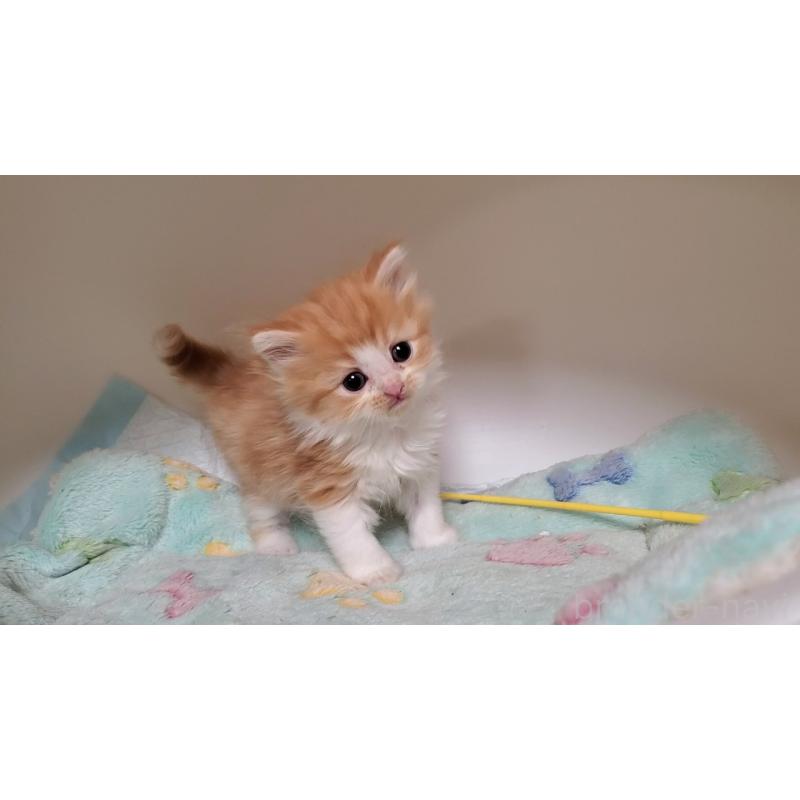 販売中の大阪府のマンチカン-138951の6枚目