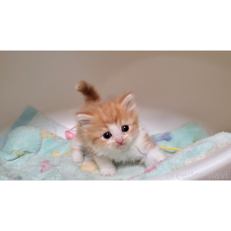 販売中の大阪府のマンチカン-138951の4枚目