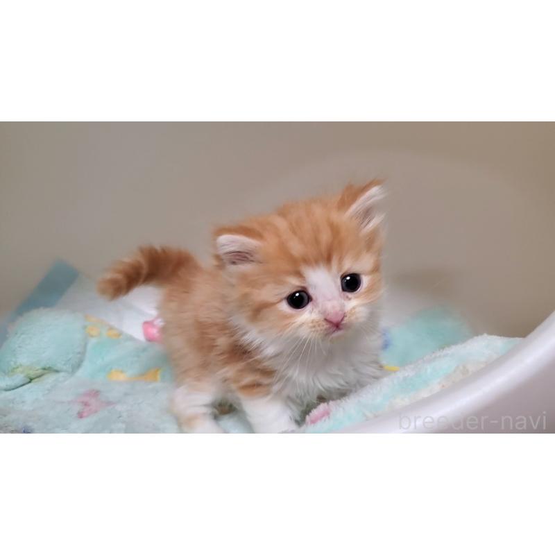 販売中の大阪府のマンチカン-138951の5枚目