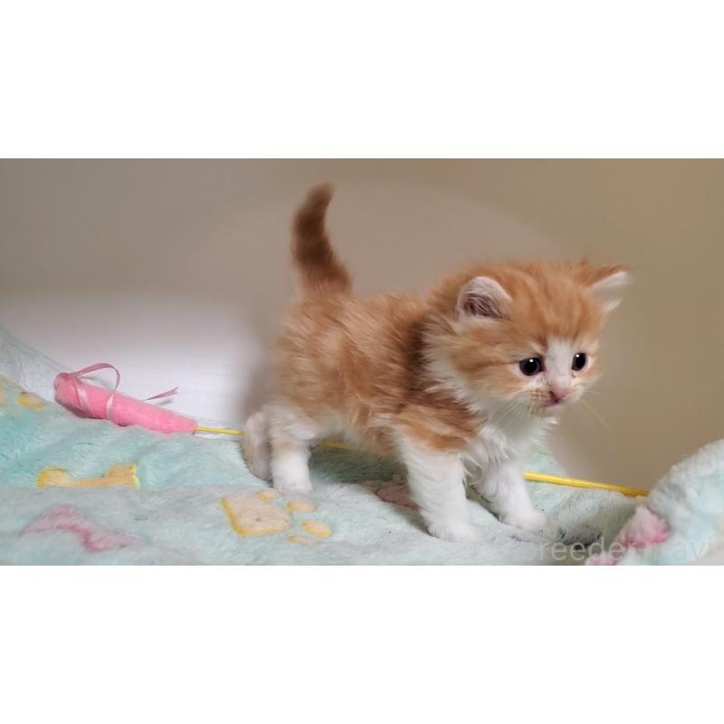 販売中の大阪府のマンチカン-138951の3枚目