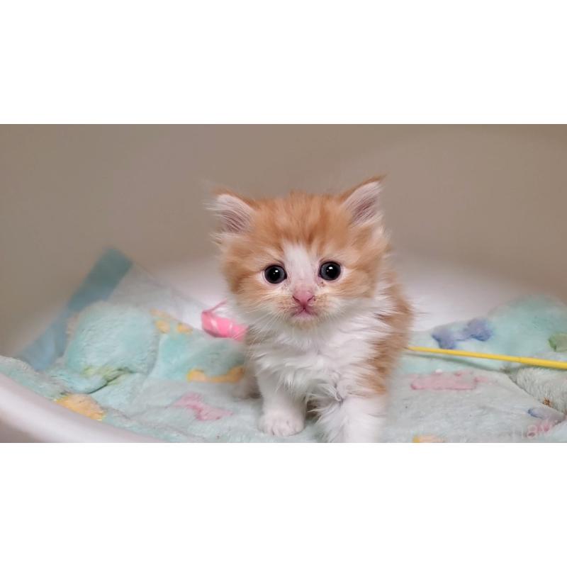 販売中の大阪府のマンチカン-138951の2枚目