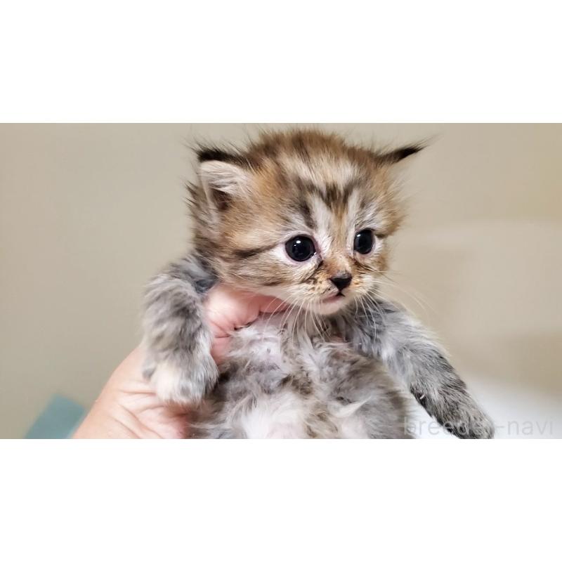 販売中の大阪府のマンチカン-138952の11枚目