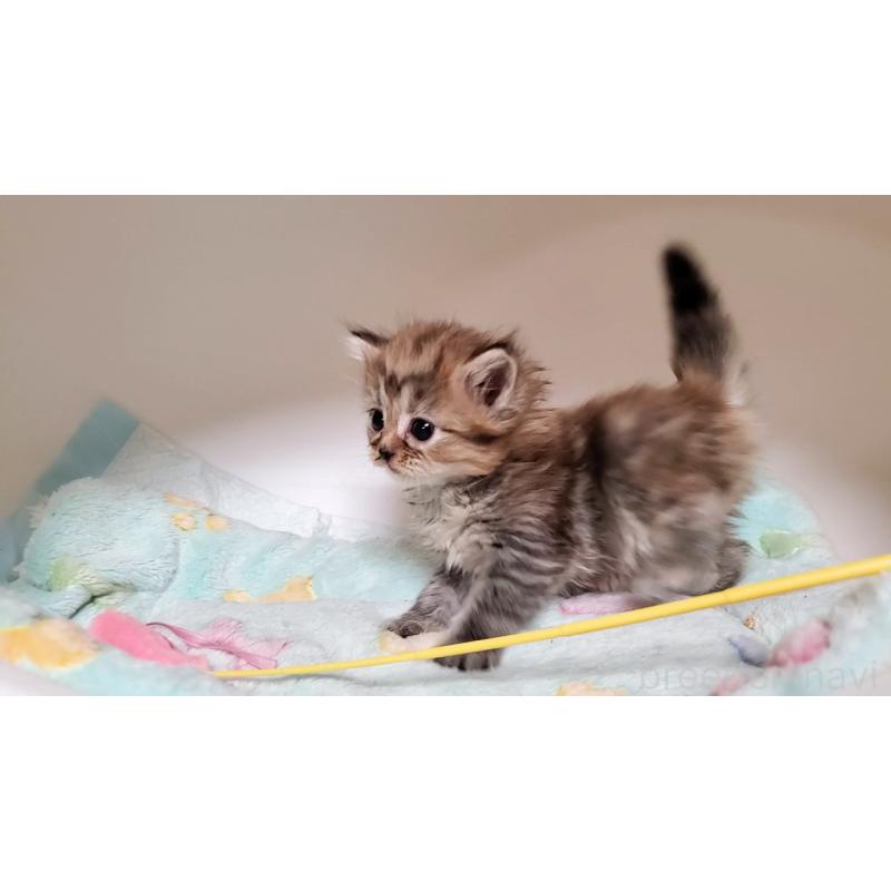 販売中の大阪府のマンチカン-138952の10枚目