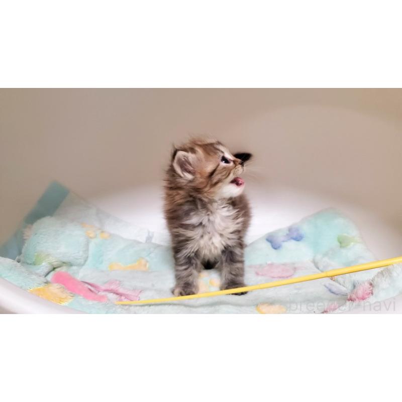 販売中の大阪府のマンチカン-138952の9枚目