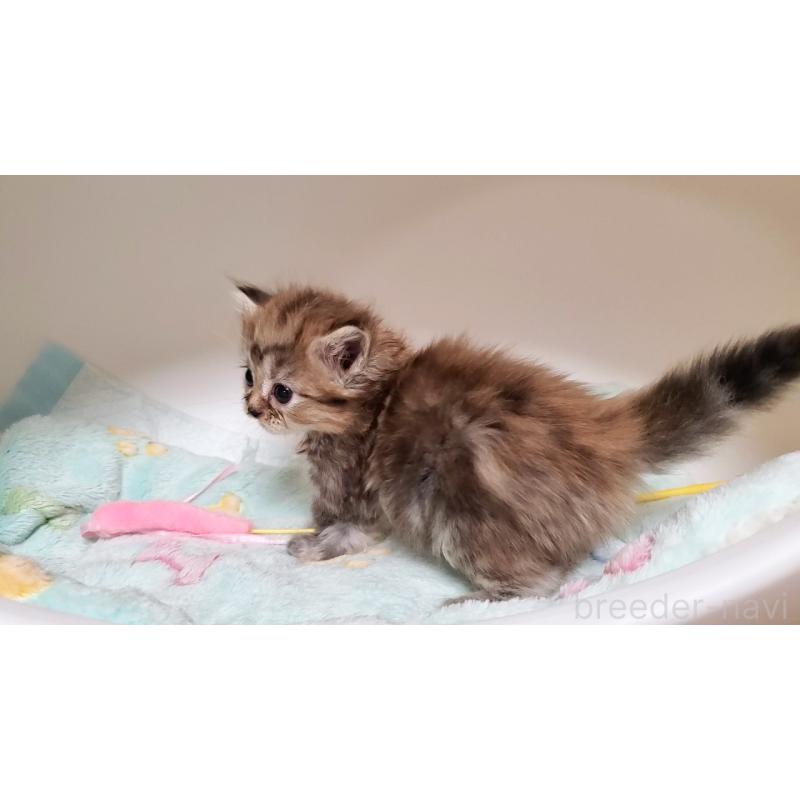 販売中の大阪府のマンチカン-138952の8枚目