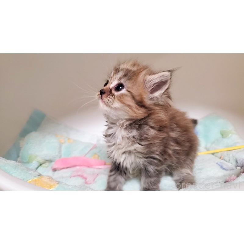 販売中の大阪府のマンチカン-138952の7枚目