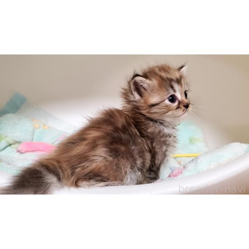 販売中の大阪府のマンチカン-138952の5枚目