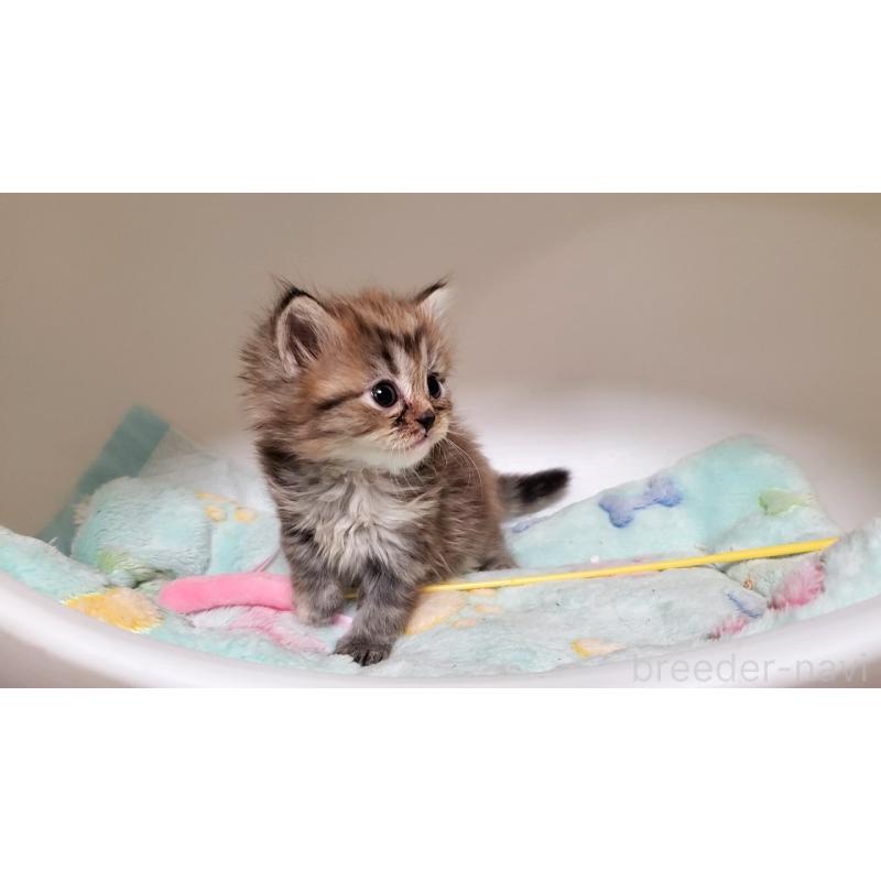 販売中の大阪府のマンチカン-138952の4枚目