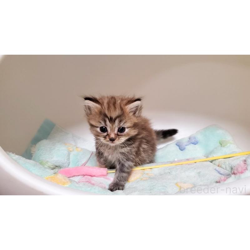 販売中の大阪府のマンチカン-138952の2枚目