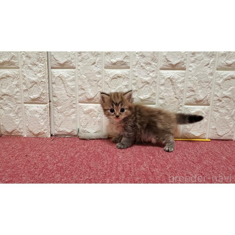 販売中の大阪府のマンチカン-138952の3枚目