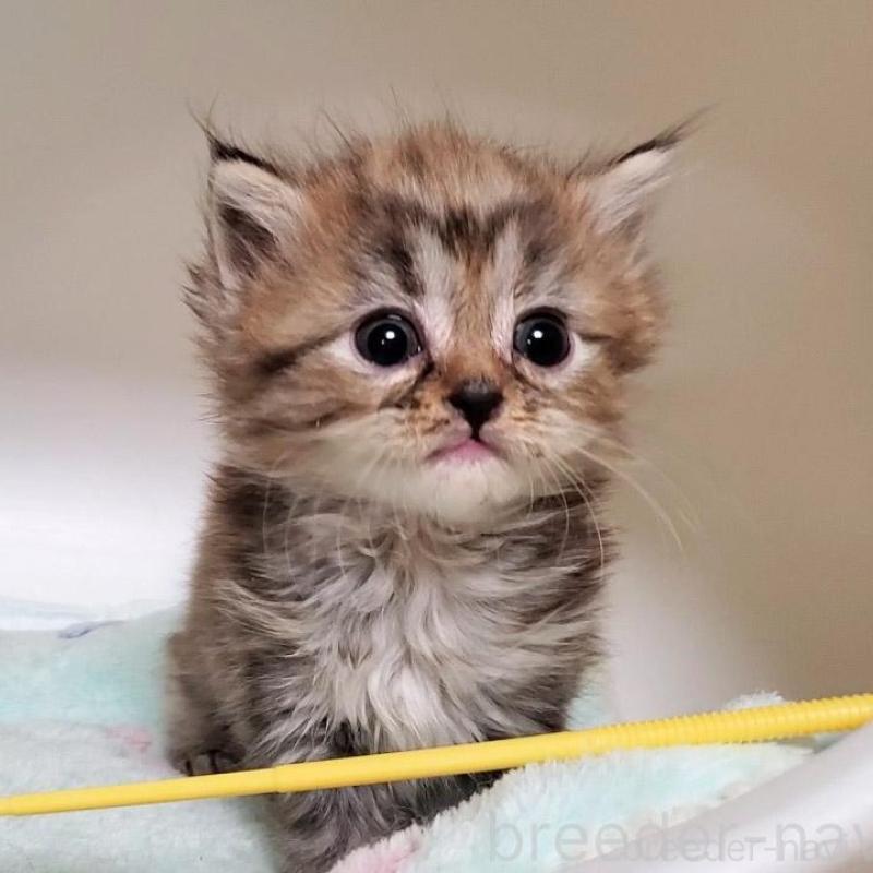 販売中の大阪府のマンチカン-138952