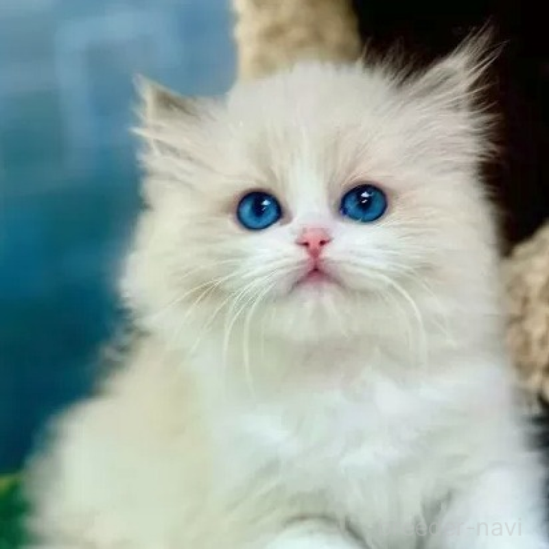 販売中の千葉県のラグドール-138953