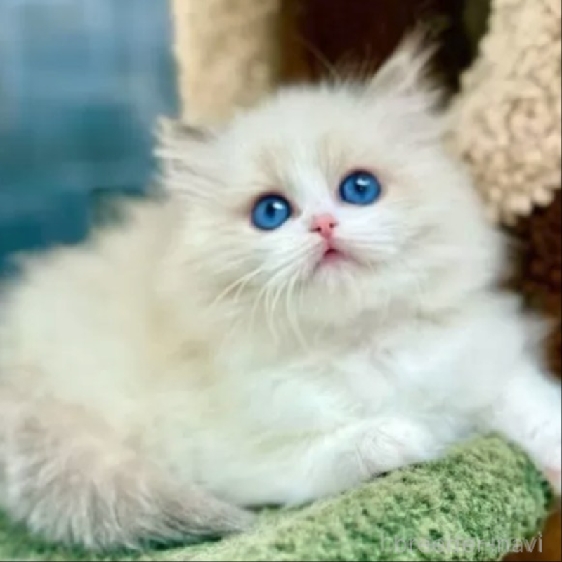 販売中の千葉県のラグドール-138953の2枚目