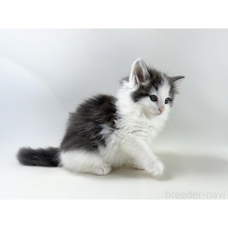 販売中の福岡県のノルウェージャンフォレストキャット-138954の15枚目