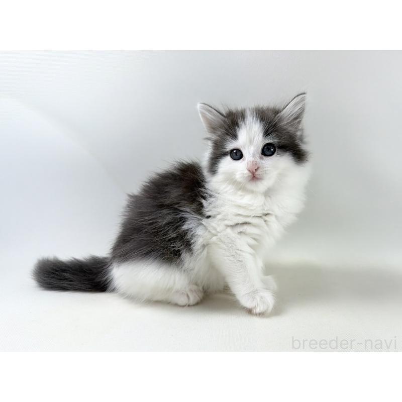 販売中の福岡県のノルウェージャンフォレストキャット-138954の13枚目