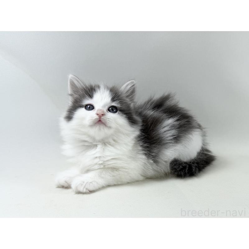 販売中の福岡県のノルウェージャンフォレストキャット-138954の12枚目