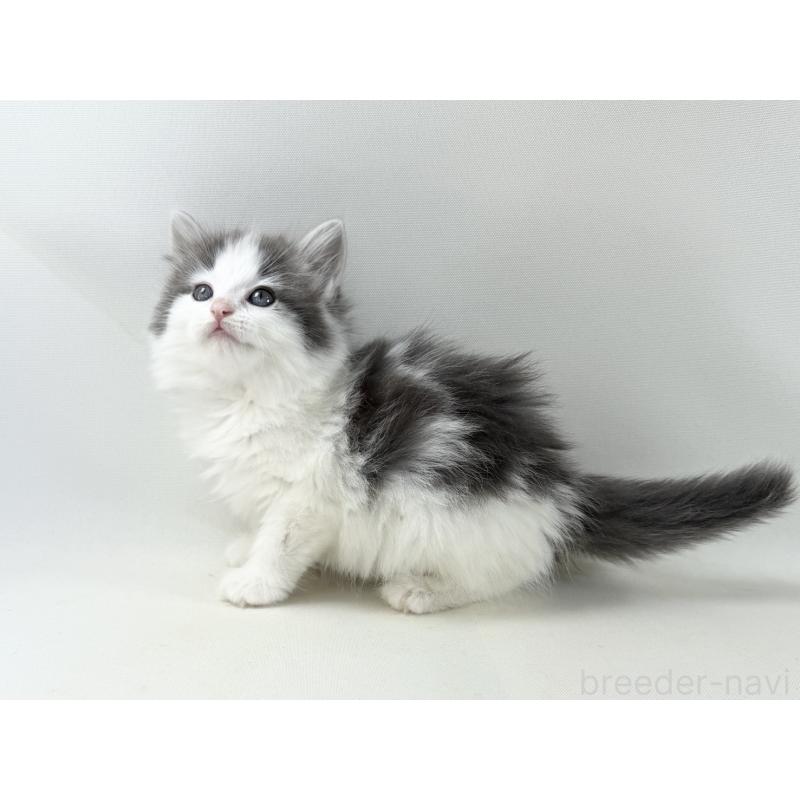 販売中の福岡県のノルウェージャンフォレストキャット-138954の11枚目