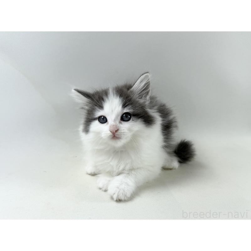 販売中の福岡県のノルウェージャンフォレストキャット-138954の10枚目