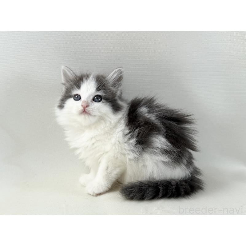 販売中の福岡県のノルウェージャンフォレストキャット-138954の8枚目