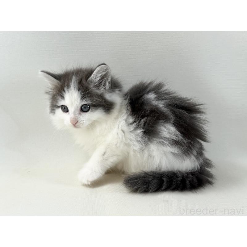 販売中の福岡県のノルウェージャンフォレストキャット-138954の7枚目