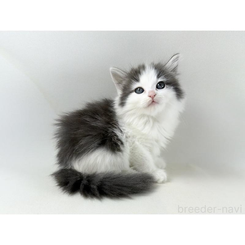 販売中の福岡県のノルウェージャンフォレストキャット-138954の6枚目