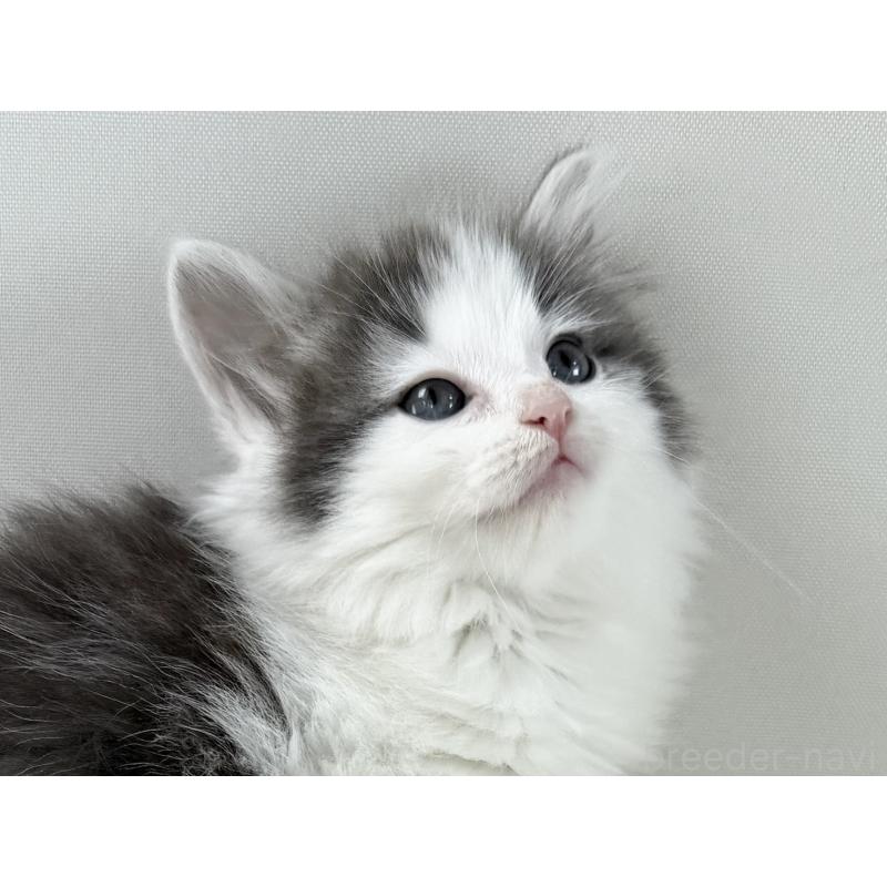 販売中の福岡県のノルウェージャンフォレストキャット-138954の5枚目